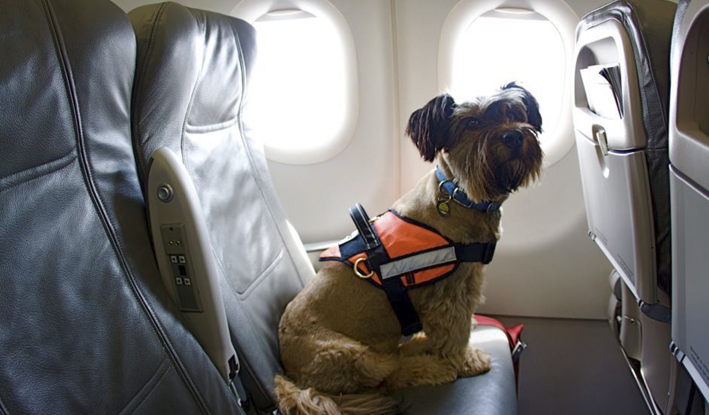 Times: flight of Norwegian Air from London to Austin was delayed because of dogs’ behavior